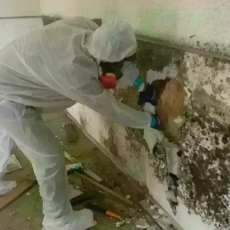 Mold Remediation and Removal in Hamburg, AR